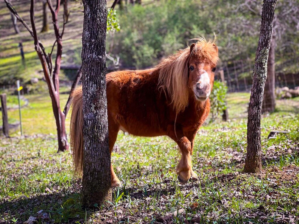 A horse standing by a tree